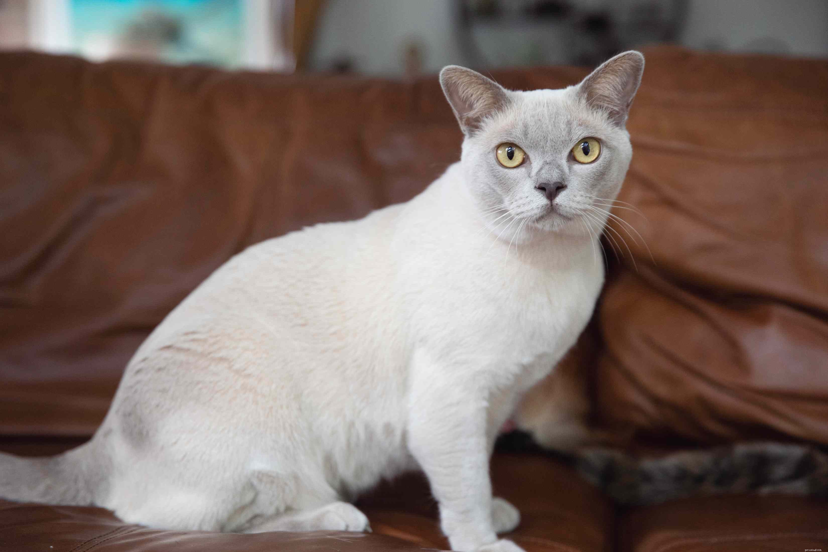 Бирманская кошка:Профиль породы кошек