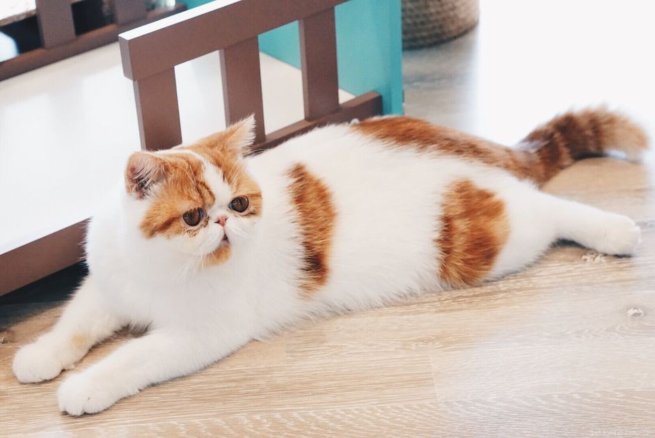 ペルシャ猫：猫の品種のプロファイル 