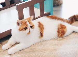Gato persa:perfil da raça do gato