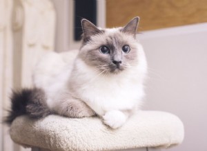 Кошка рэгдолл:Профиль породы кошек