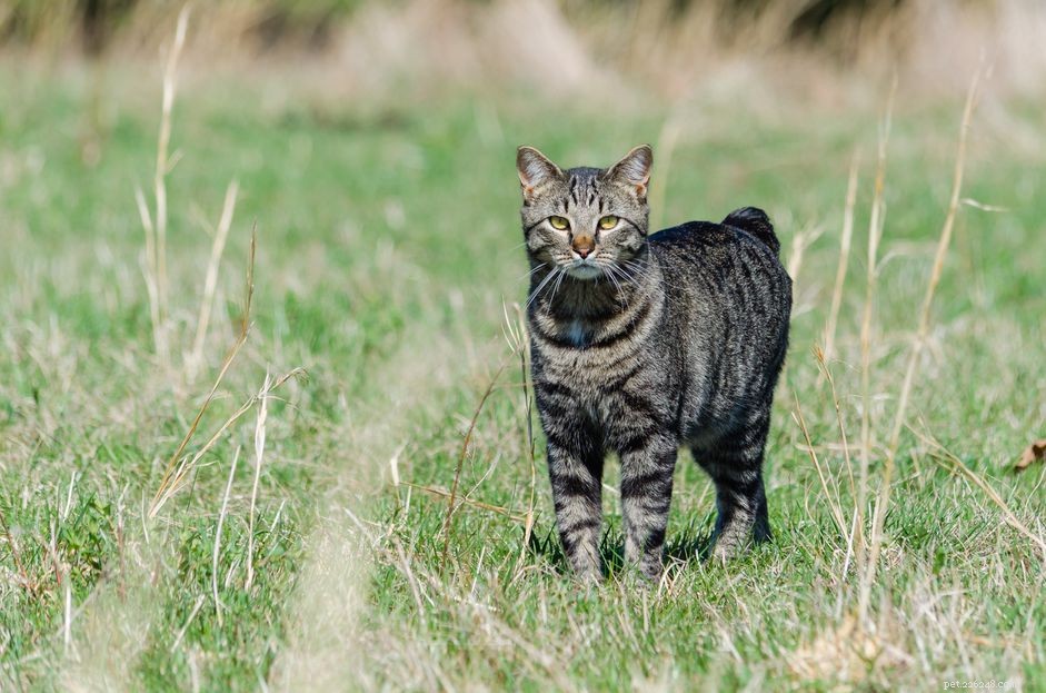 Manx Cat:profilo di razza felina