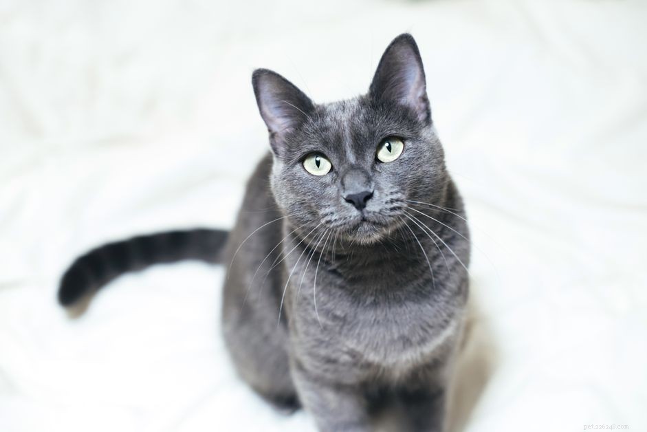 Gatto blu russo:profilo razza felina