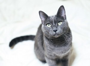 Rysk blå katt:Kattrasprofil