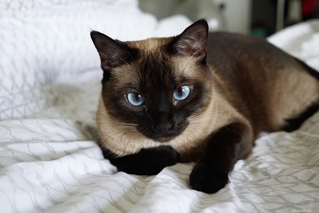7 загадочно красивых сиамских кошек и котят