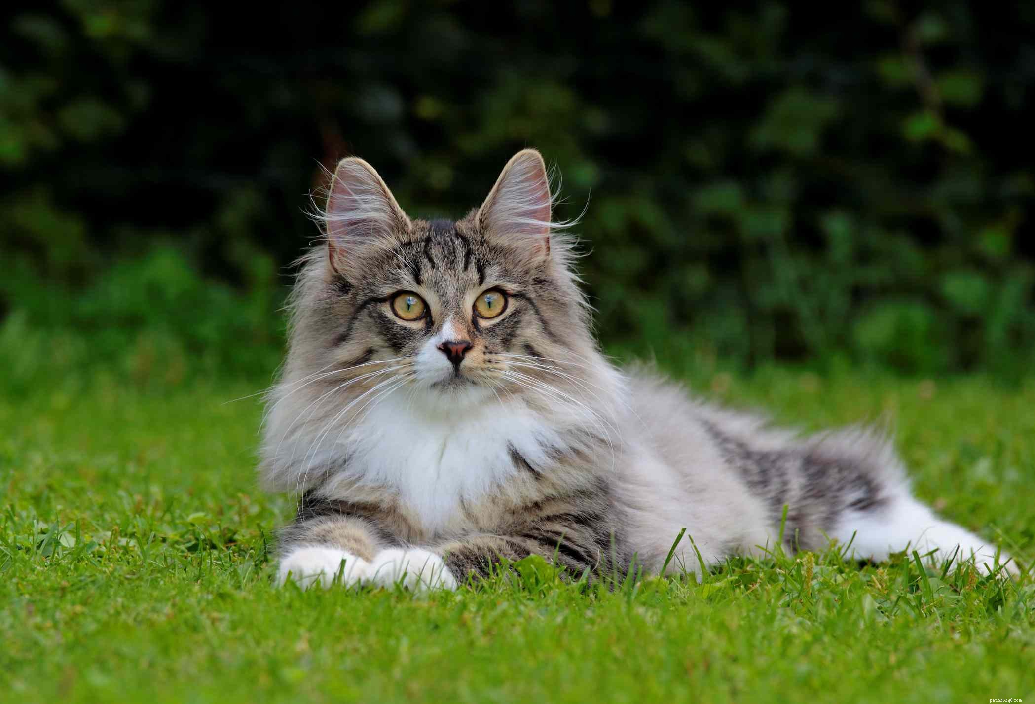 Norská lesní kočka:Profil kočičího plemene