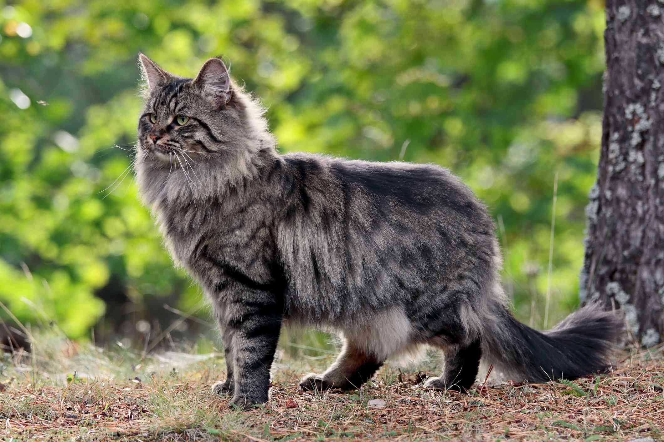 Gatto norvegese delle foreste:profilo razza felina