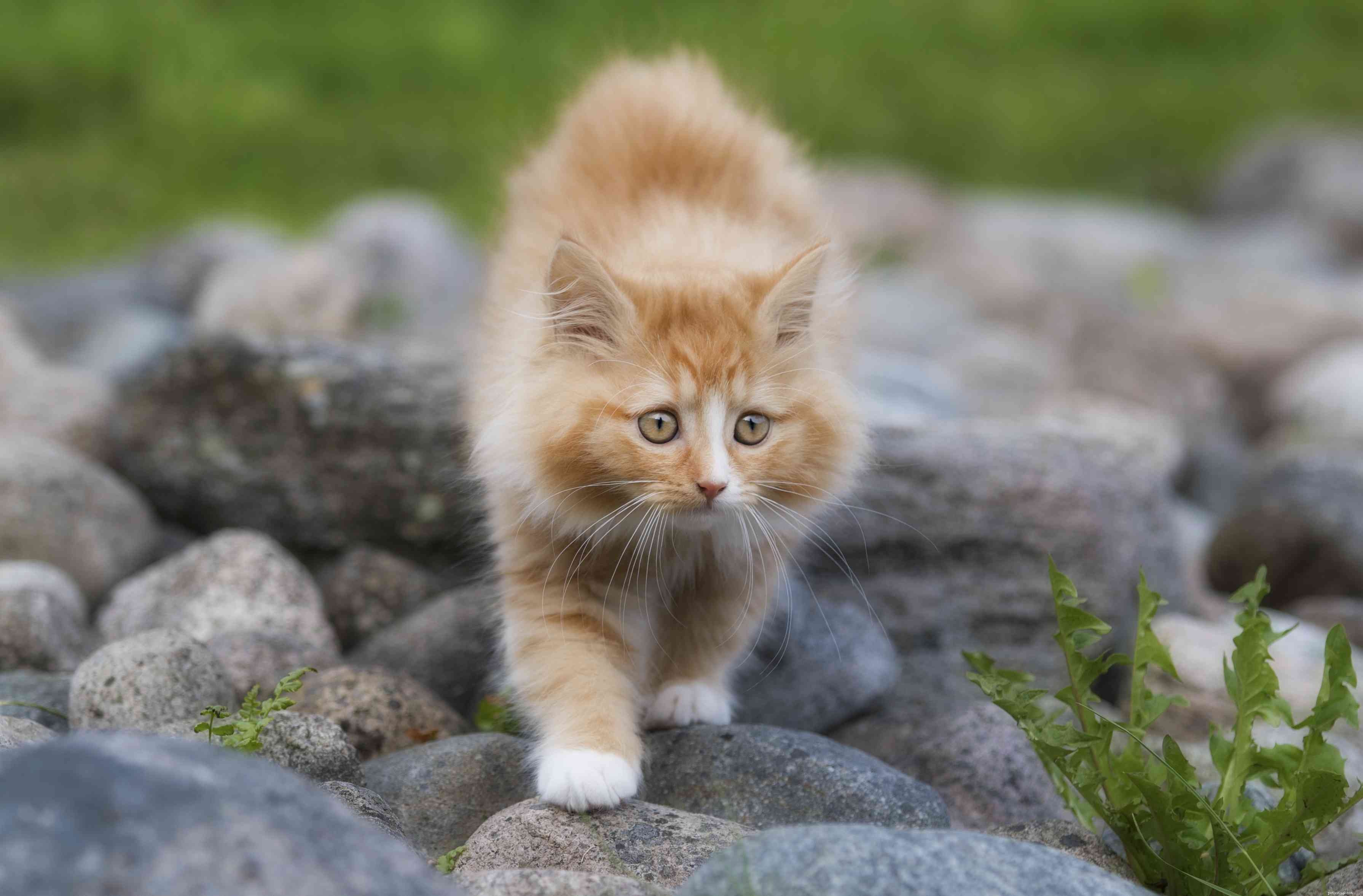 Chat des forêts norvégiennes :profil de race de chat