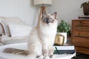 Норвежская лесная кошка:Профиль породы кошек