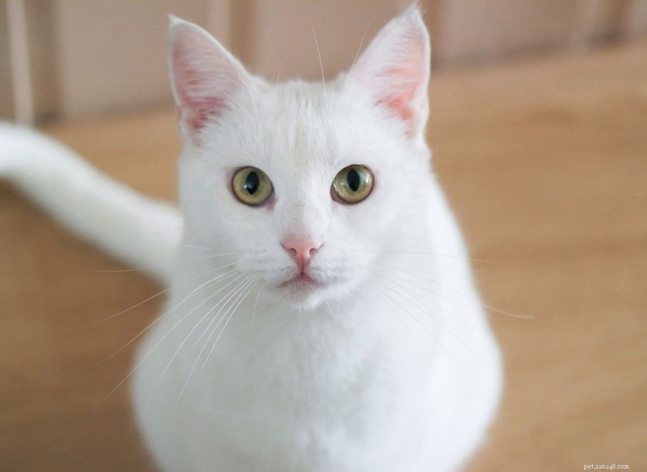 애완동물로 키우기 가장 좋은 흰 고양이 품종