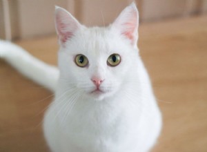 ペットとして飼うのに最適な白猫の品種 