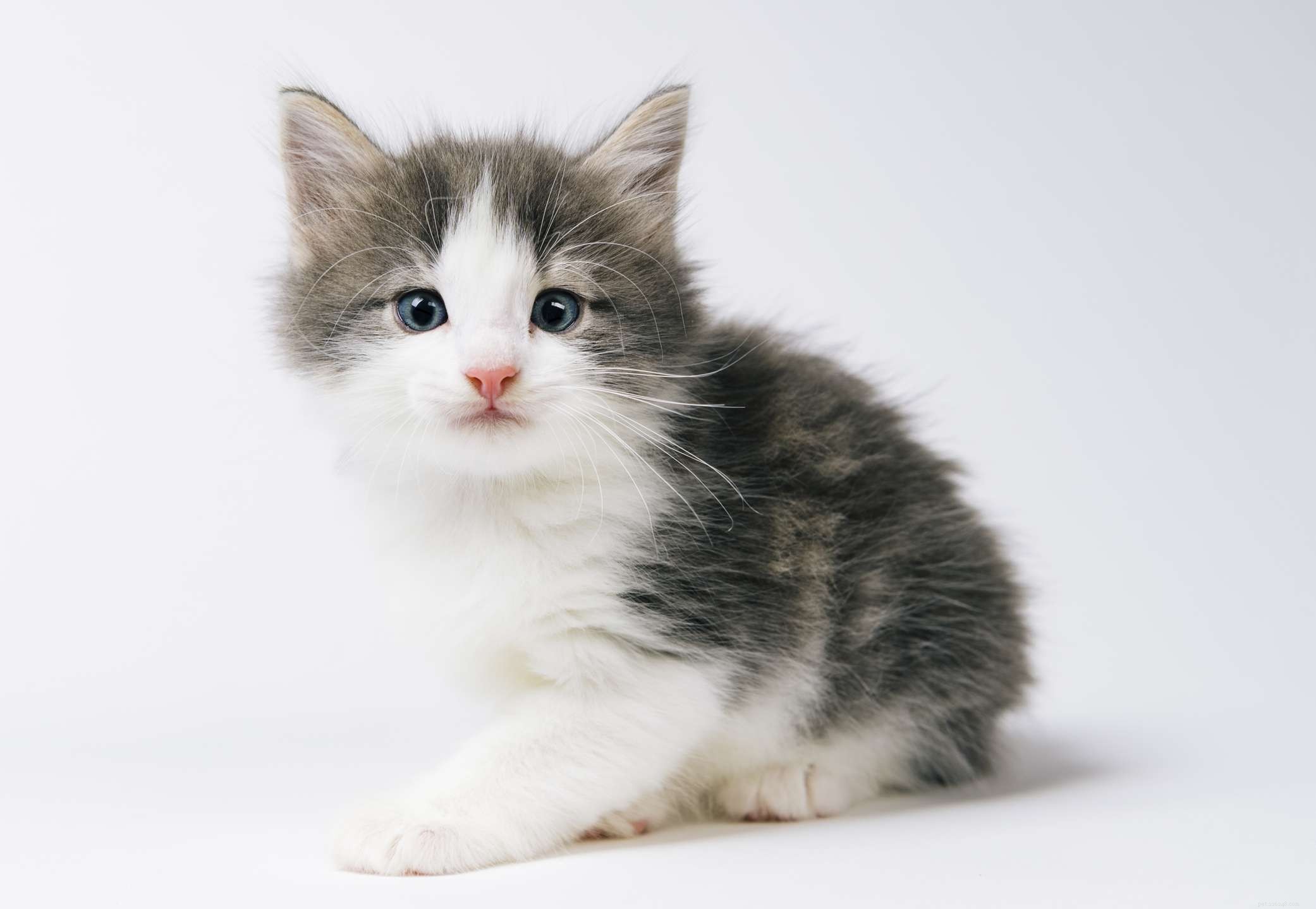 Норвежская лесная кошка:Профиль породы кошек