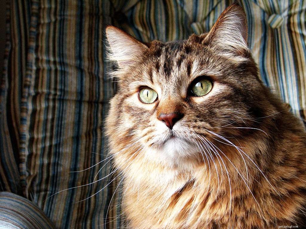 8 roztomilých obrázků norských lesních koček