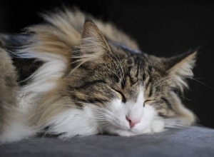 8 fotos fofas de gatos noruegueses da floresta
