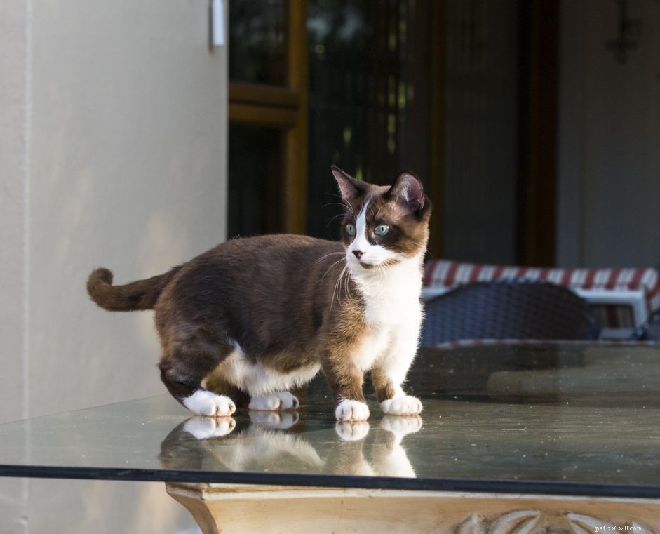 Кошка манчкин:Профиль породы кошек