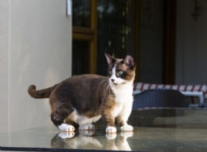 Munchkin Cat:Cat Breed Profile