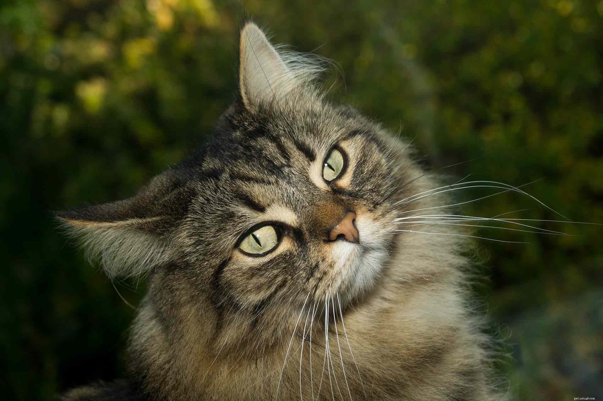 8 fotos fofas de gatos noruegueses da floresta