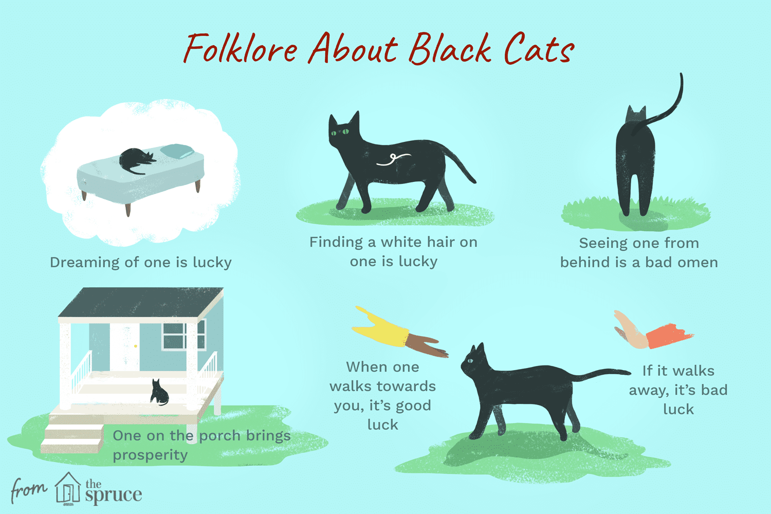 Мифы и суеверия о черных кошках