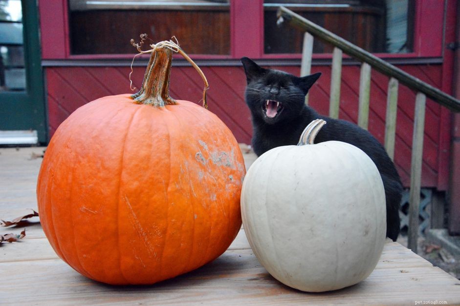 Мифы и суеверия о черных кошках
