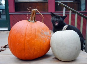 Mythes et superstitions sur les chats noirs