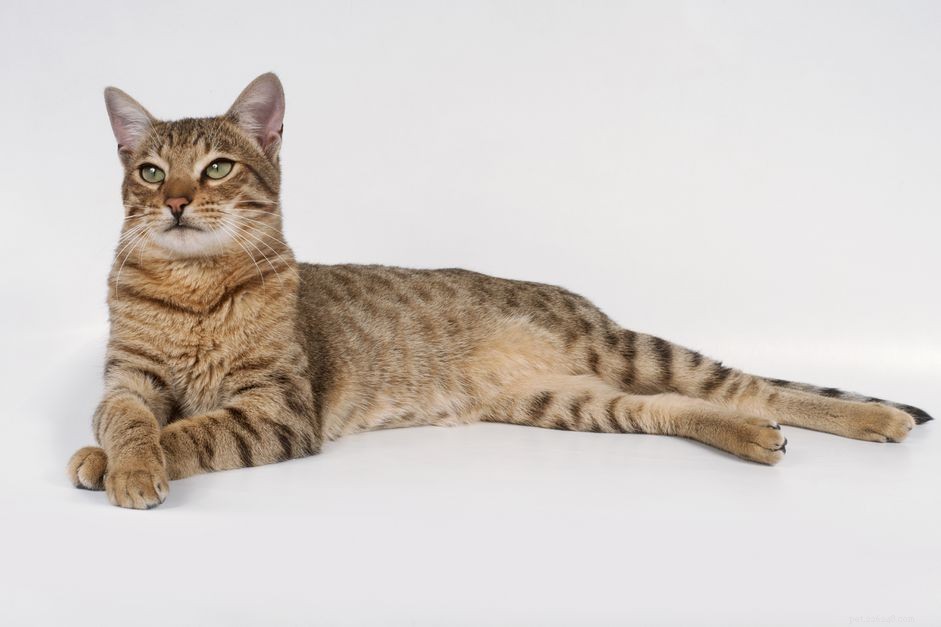 Savannah Cat:Kattrasprofil
