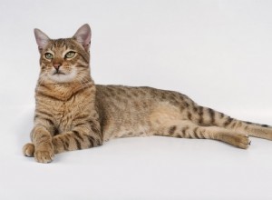 Savannah Cat:Kattrasprofil