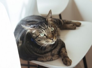 Gato mestiço doméstico (Moggie):Perfil da raça do gato