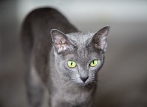 Korat:perfil da raça do gato