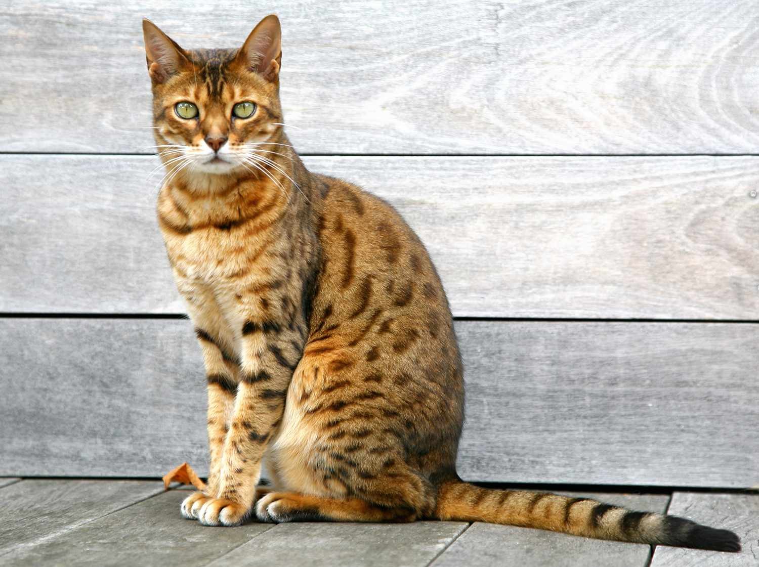 7つのハイブリッド猫の品種 