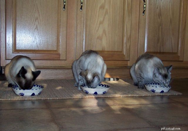Фотогалерея сиамских кошек