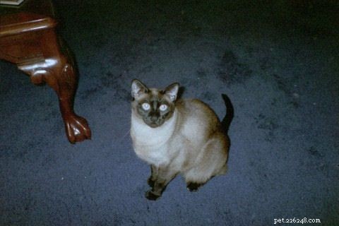 Galeria de fotos de gatos siameses
