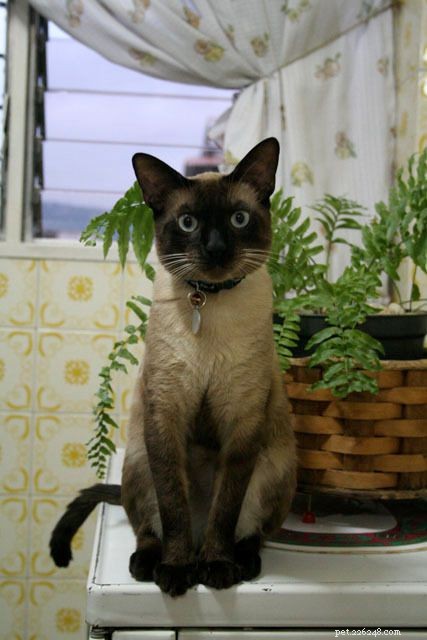 Galeria de fotos de gatos siameses