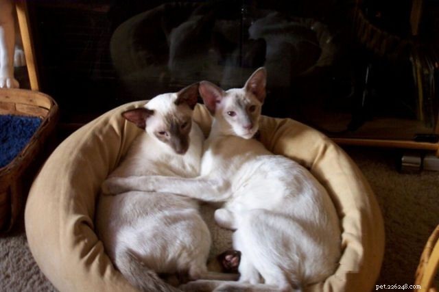 Фотогалерея сиамских кошек