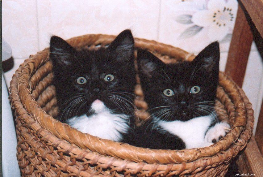 14愛らしいタキシード猫と子猫 