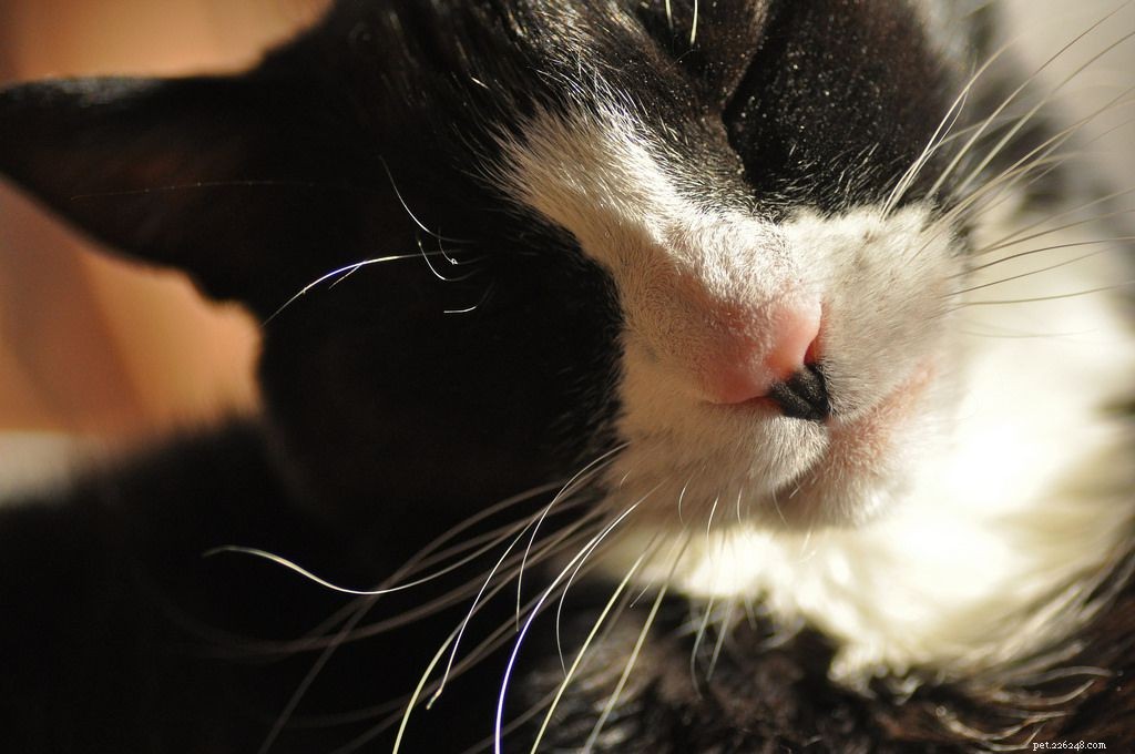 14 adoráveis ​​gatos e gatinhos de smoking