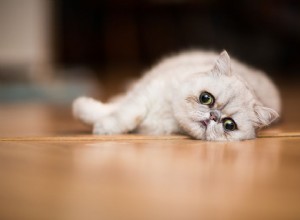 10 races de chats populaires pour de nombreux types de foyers
