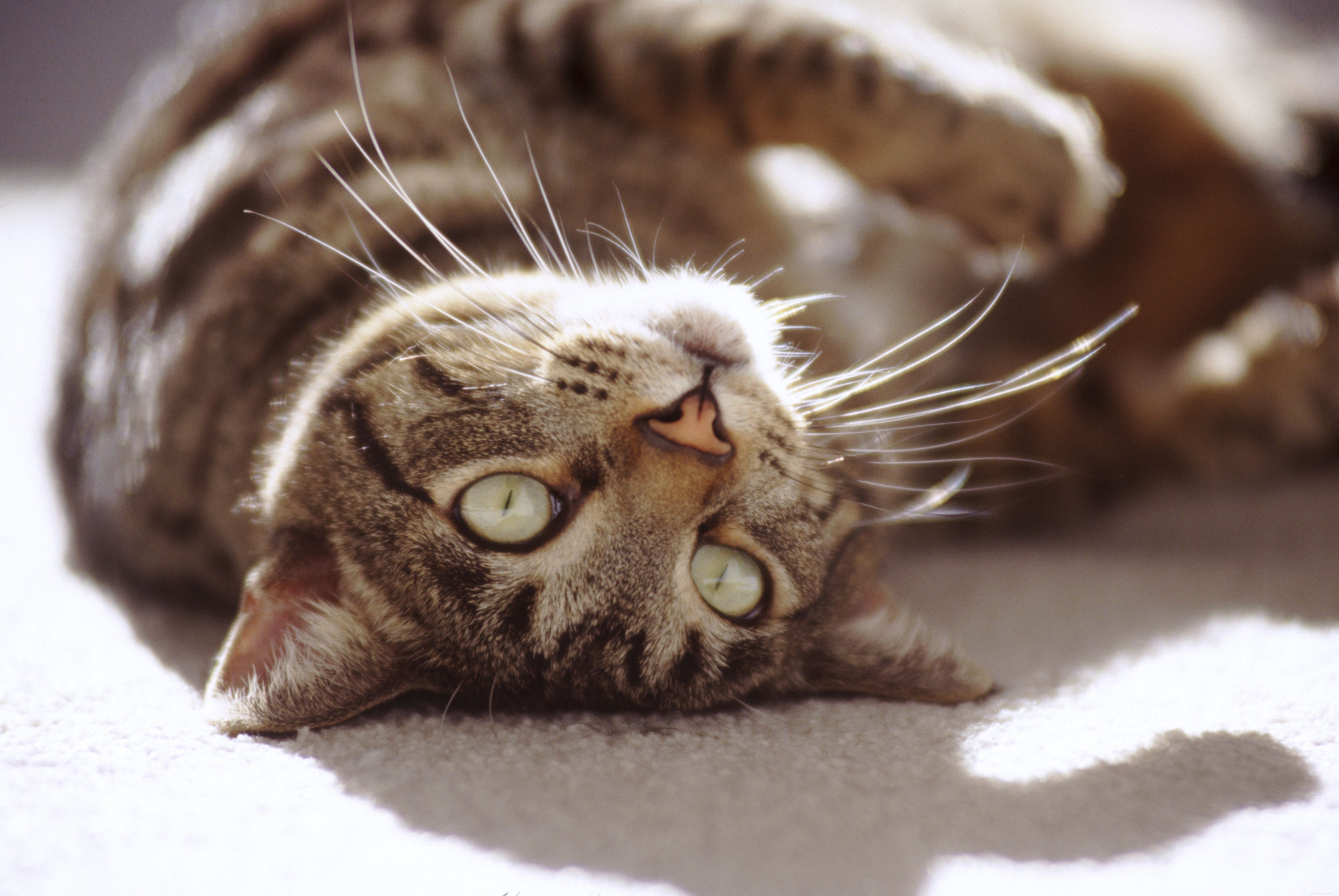 10 populaire kattenrassen voor veel soorten huishoudens