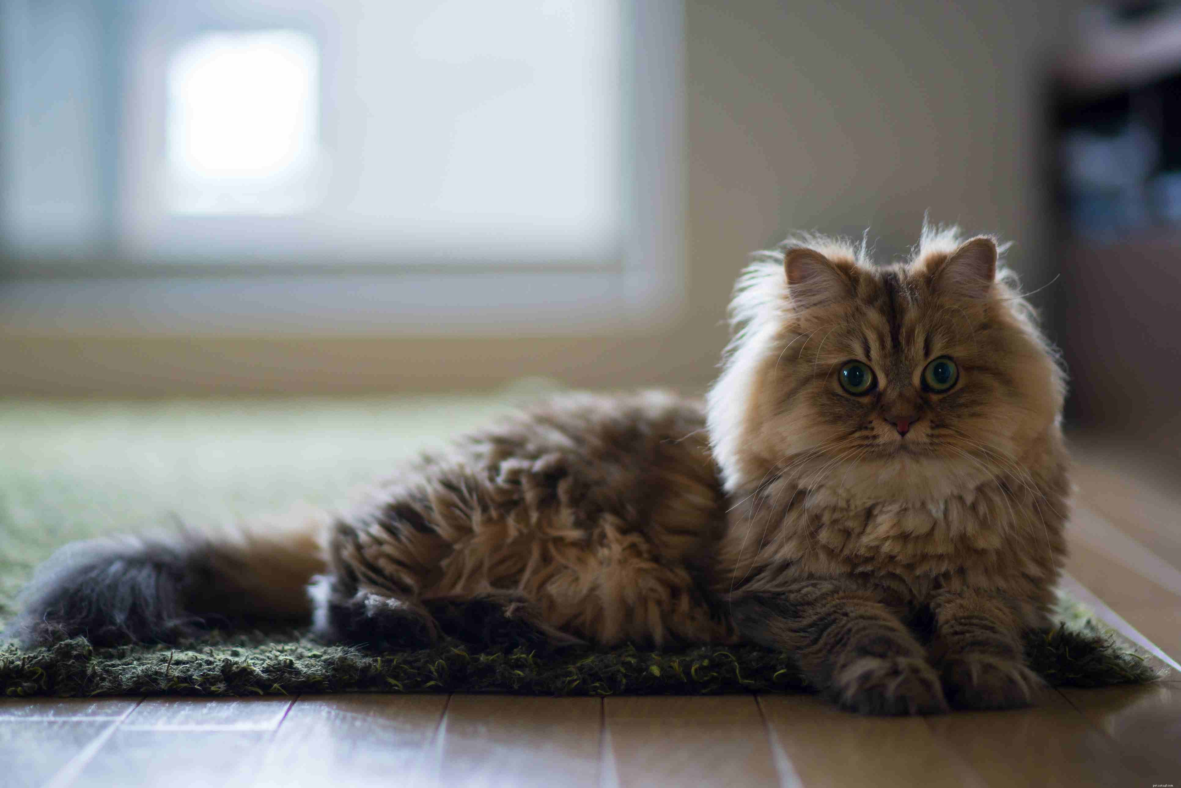 10 oblíbených plemen koček pro mnoho typů domácností