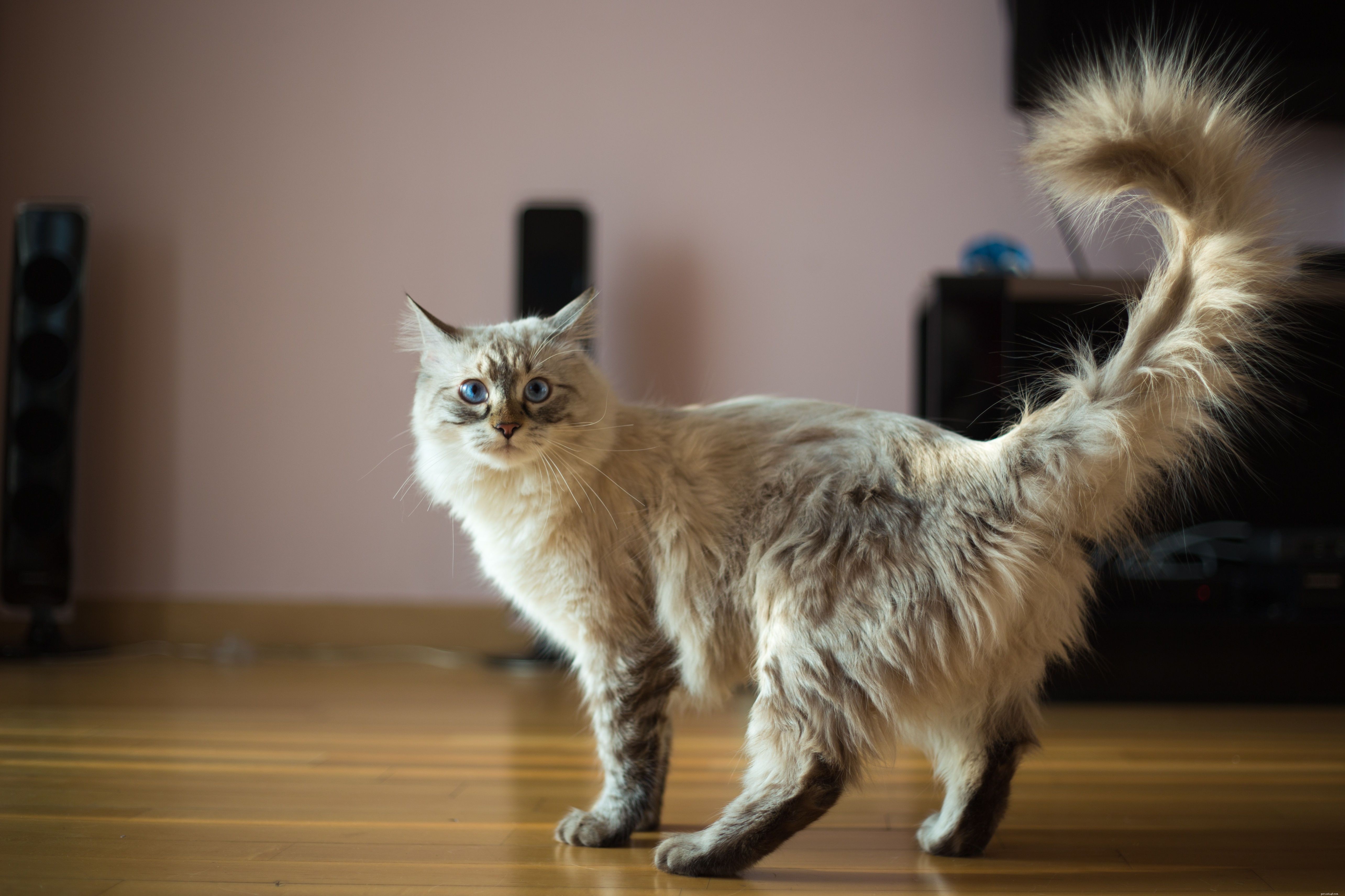 10 races de chats populaires pour de nombreux types de foyers