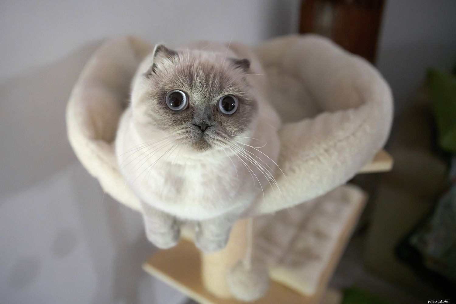 10 популярных пород кошек для многих типов домохозяйств