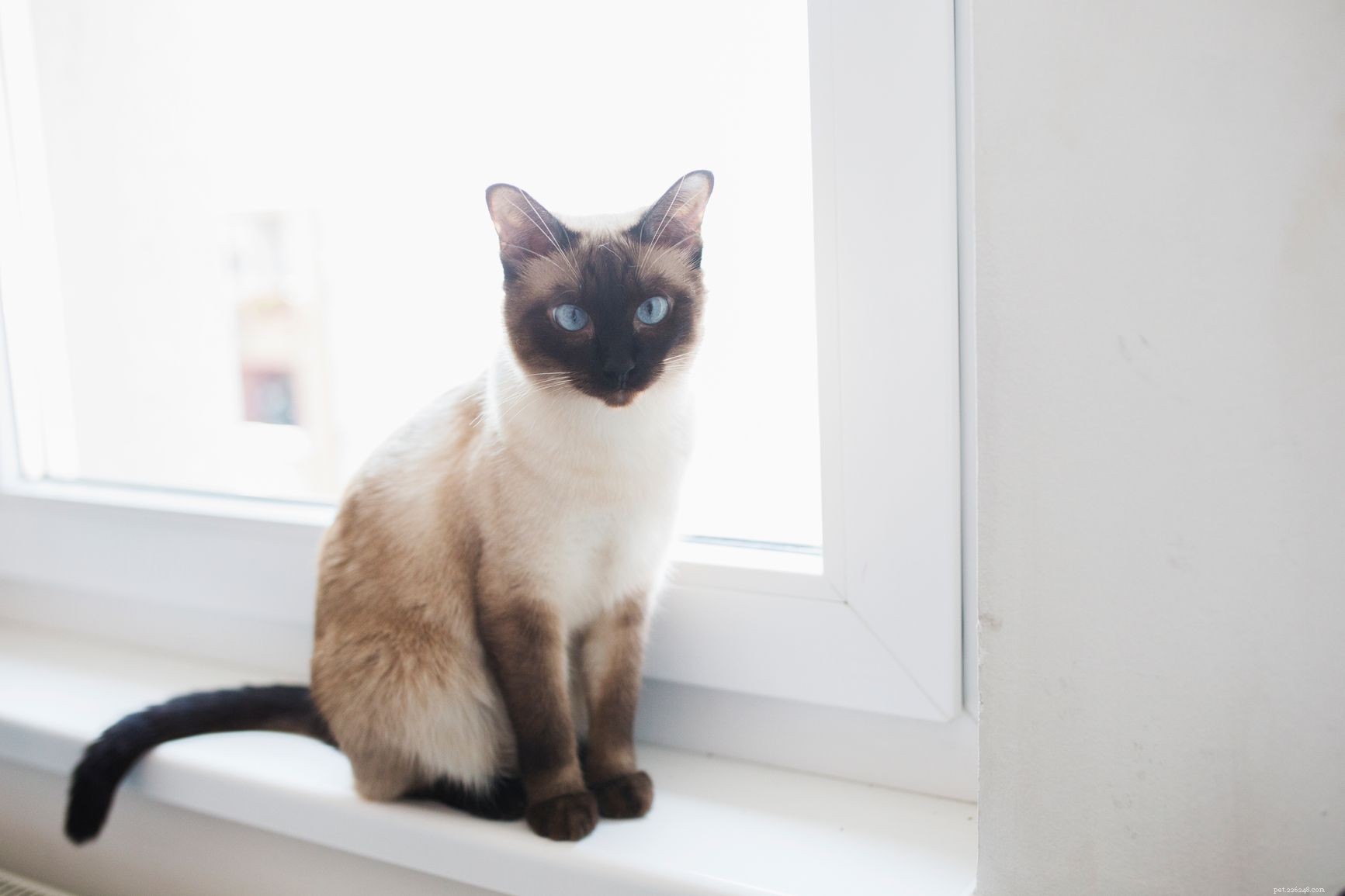 10 populaire kattenrassen voor veel soorten huishoudens