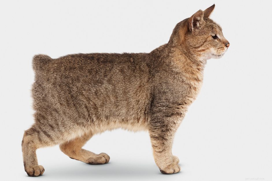 Кошка пикси-боб:Профиль породы кошек