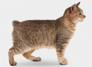 Pixie-Bob Cat：Cat Breed Profile