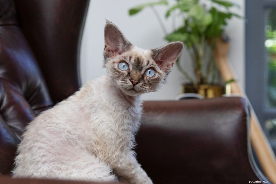 10 beste kattenrassen voor mensen met allergieën