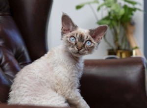 10 melhores raças de gatos para pessoas com alergias