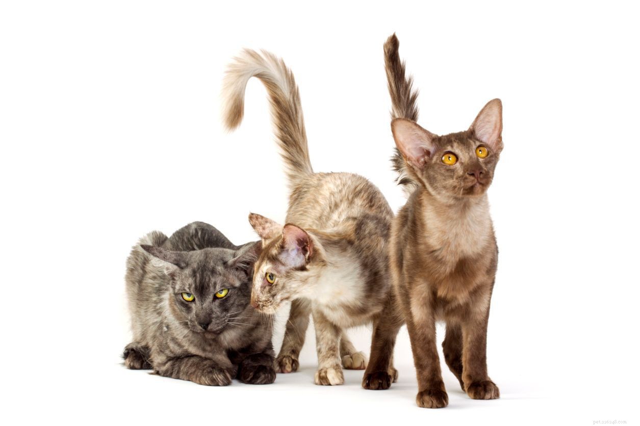 10 meilleures races de chats pour les personnes allergiques