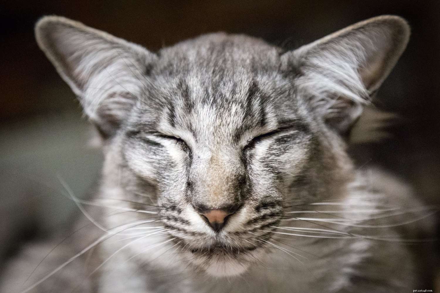 10 beste kattenrassen voor mensen met allergieën