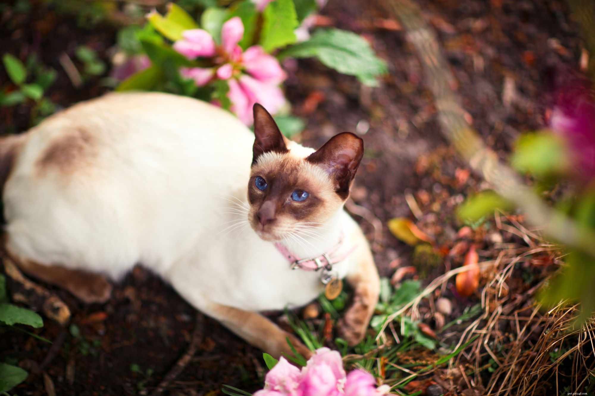 10 nejlepších plemen koček pro lidi s alergiemi