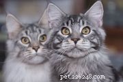 Mainská mývalí kočka:Profil kočičího plemene