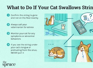 Co dělat, když vaše kočka spolkla provázek