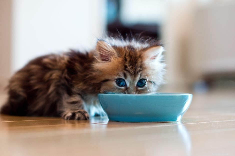 Varför din katt tassar på golvet efter att ha ätit